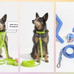 6 Dog-walking Kits That Are Perfect For You And Your Best Friend